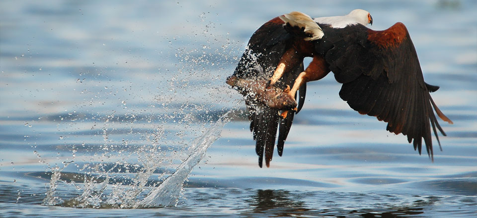 Bird watching in Zimbabwe