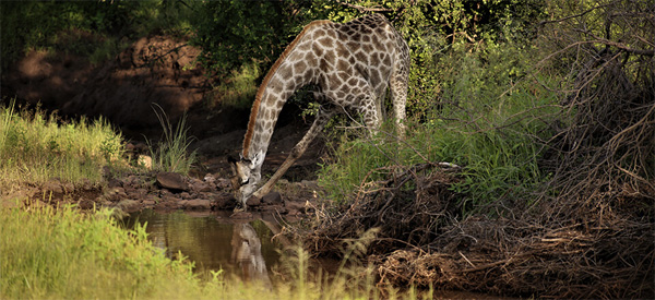 Zambezi National Park