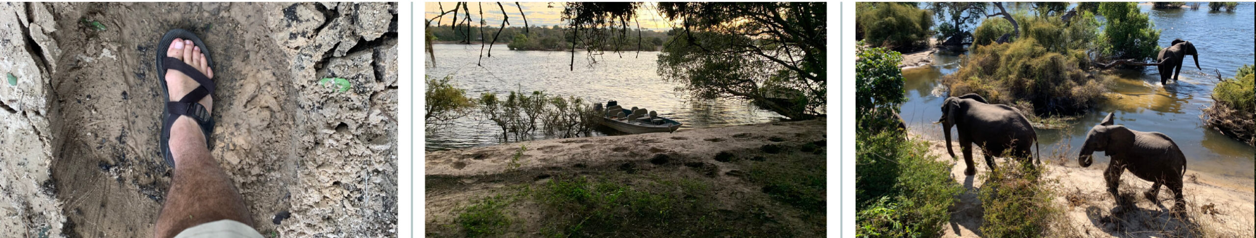 Image collage of elephant herd visiting The Island