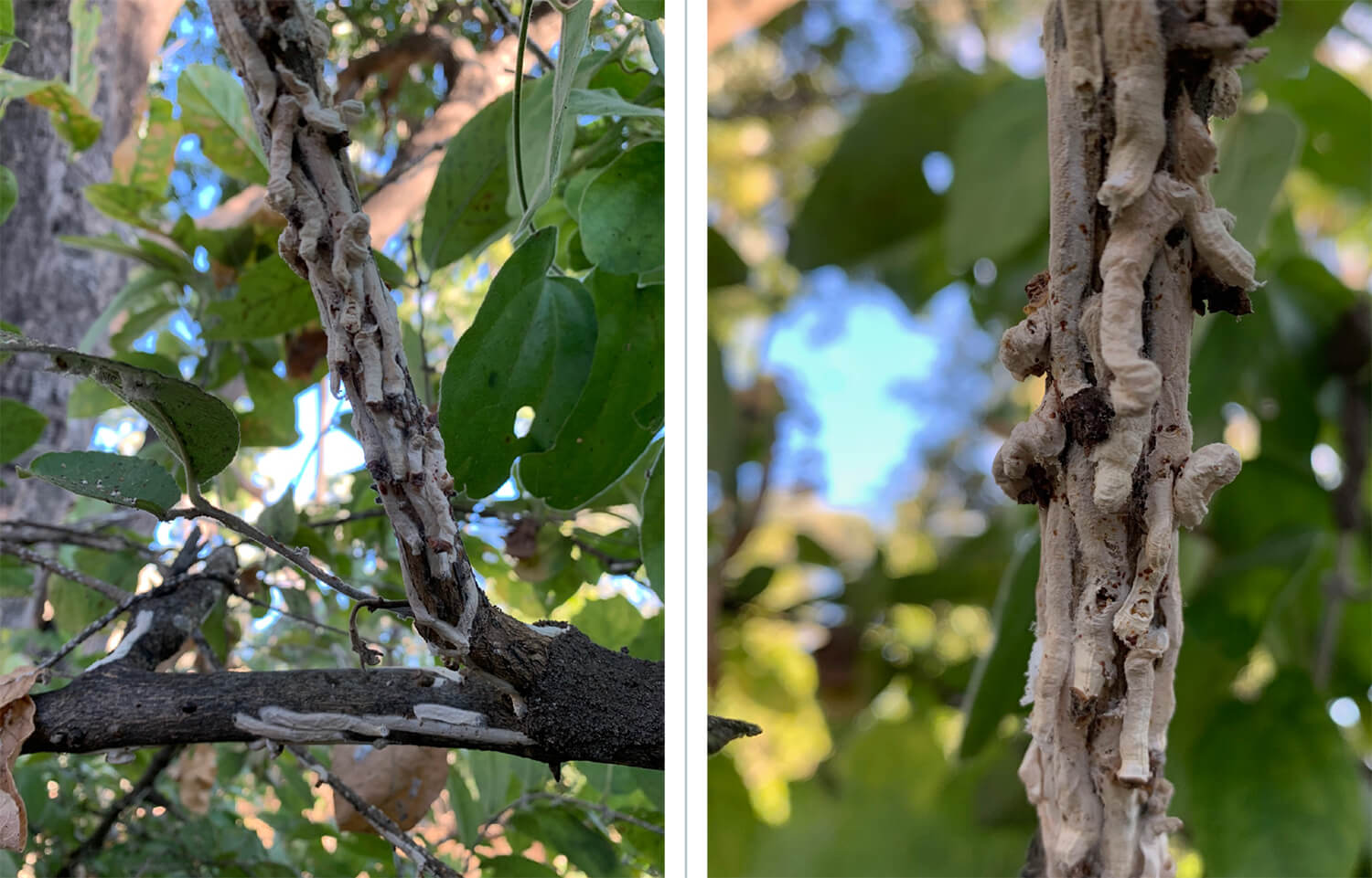 2 images of Bagworms nesting in a tree near PJ's tent